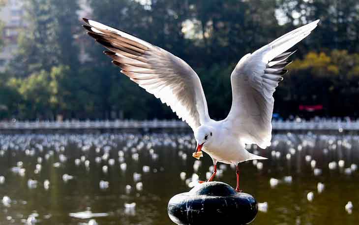 昆明翠湖公園的海鷗什么時候走，何時搬家？.jpg