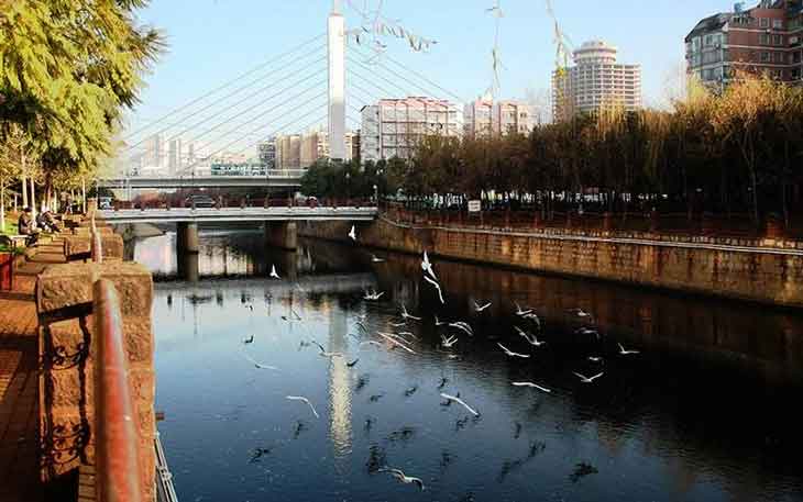 冬天去昆明哪里看海鷗？盤龍江得勝橋和雙龍橋.jpg