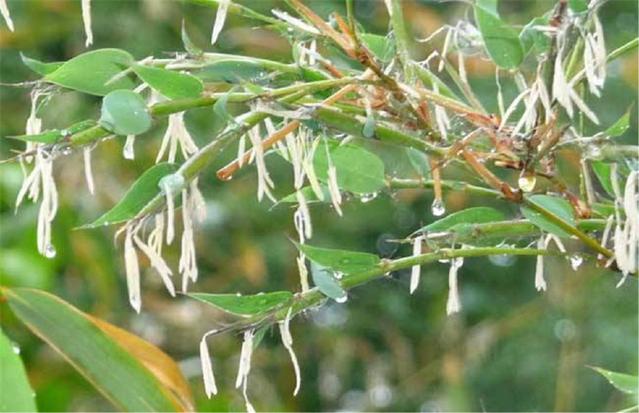 農(nóng)村俗語(yǔ)：“竹子開(kāi)花，馬上搬家”，說(shuō)的是啥意思？.jpg
